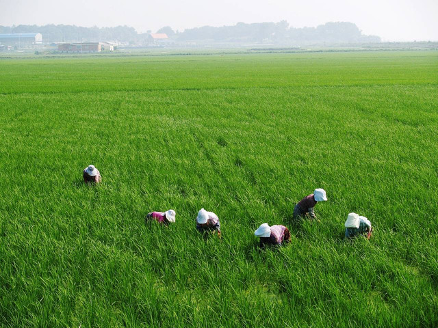 Ilustrasi petani di sawah. Foto: Pixabay