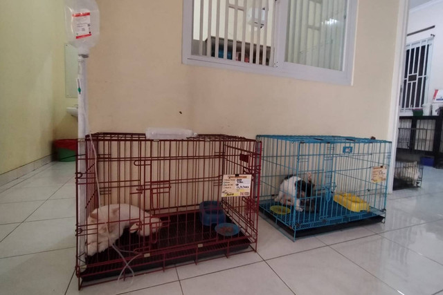 Kucing-kucing di klinik hewan drh Sriwijayani. Foto: kumparan