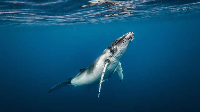 Ilustrasi paus bungkuk. Foto: Michael Smith ITWP/shutterstock