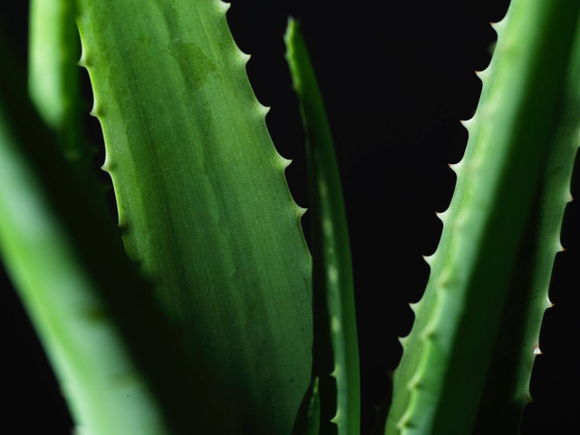 Ilustrasi Fungsi Lidah Buaya. Sumber: Unsplash/Alice Mourou