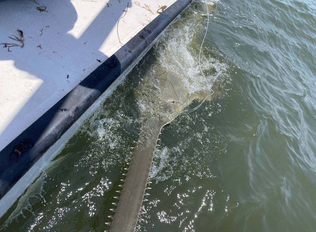 Ikan gergaji alias hiu todak super langka ditemukan di laut Florida, AS, panjangnya mencapai 4 meter. Foto: Florida State University Coastal and Marine Laboratory/Facebook