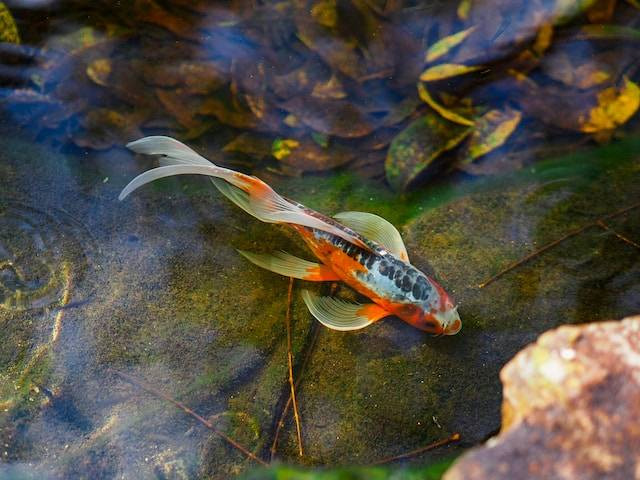 Ilustrasi Cara Membersihkan Kolam Ikan Koi. Foto: dok. Unsplash/Ricky Davis