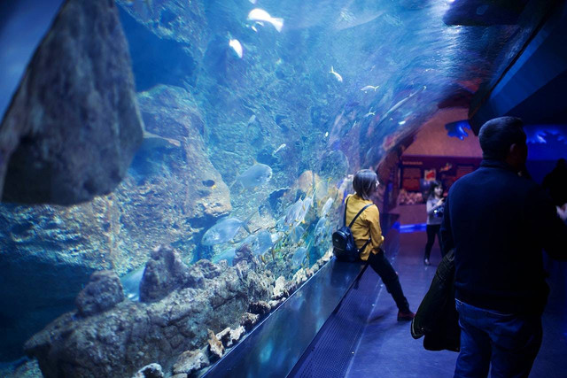 Ilustrasi Aquarium Indonesia Pangandaran. Sumber: Pexels/Abdulmomen Bsruki