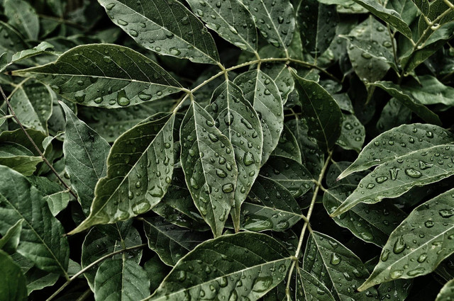 Ilustrasi Nama Alat Pernapasan pada Tumbuhan. Sumber: Unsplash.com/Jaimie Phillips