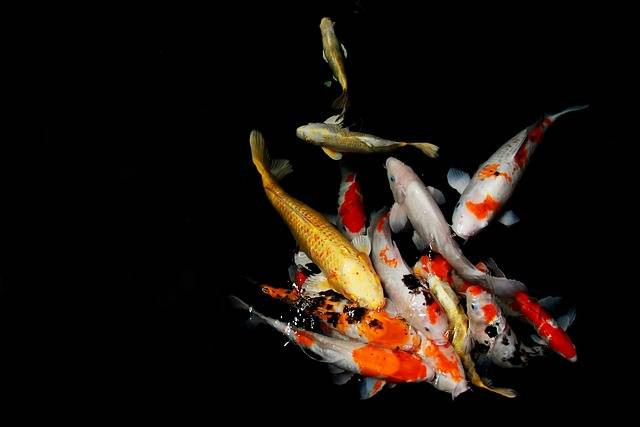 Ilustrasi Ciri-ciri ikan air tawar. Sumber: www.pixabay.com