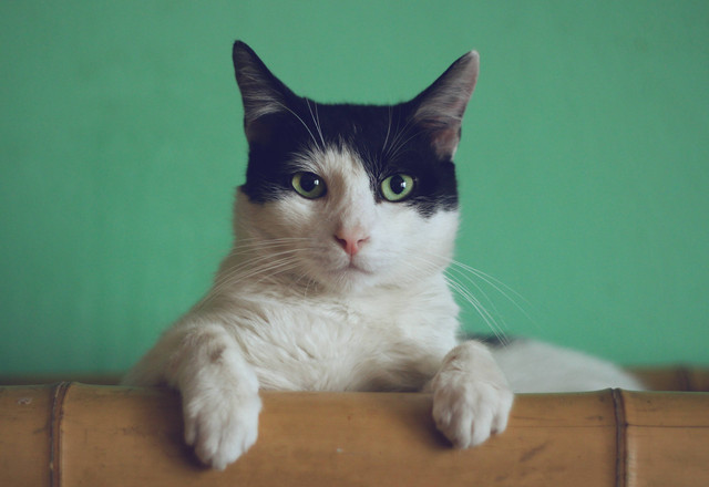  Ilustrasi Cara Memberi Minyak Ikan pada Kucing, Foto Unsplash/Manja Vitolic