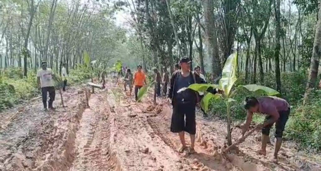 Aksi warga menanam pohon pisang di tengah jalan yang ada di Tulang Bawang Barat, Lampung sebagai bentuk protes terhadap pemerintah. | Foto : Ist