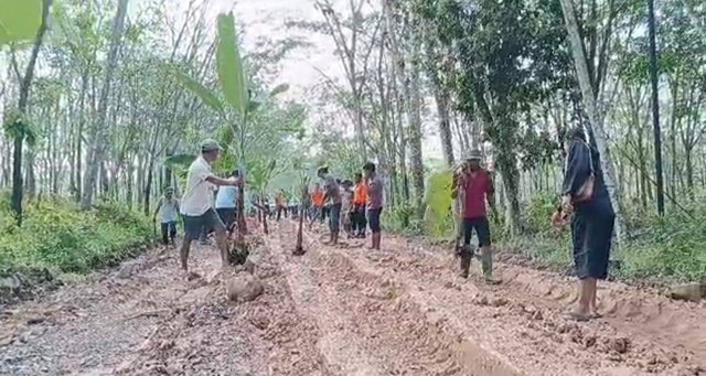Aksi warga menanam pohon pisang di tengah jalan yang ada di Tulang Bawang Barat, Lampung. | Foto : Ist