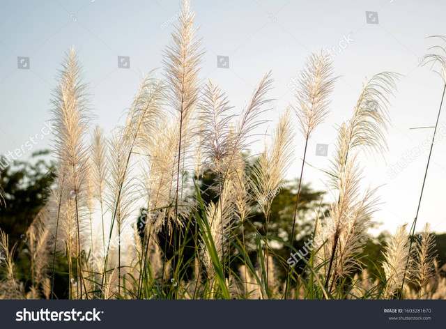 Ilustrasi tumbuhan alang-alang. Foto: pondpony/Shutterstock