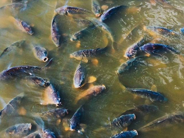 Ilustrasi Umpan Ikan Mas yang Dilarang. Foto: dok. Unsplash/Danil Aksenov