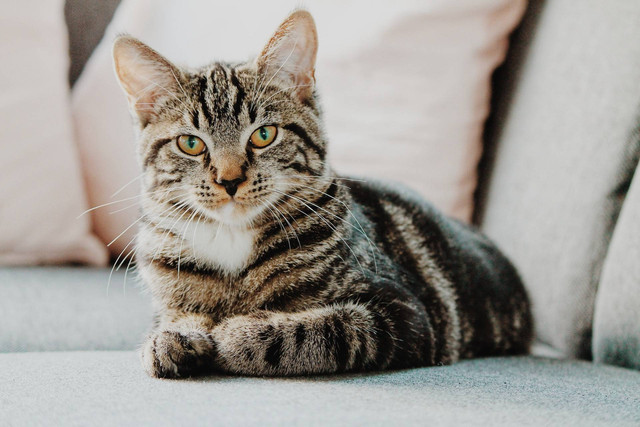 Ilustrasi cara menenangkan kucing yang agresif. Sumber foto: Unsplash