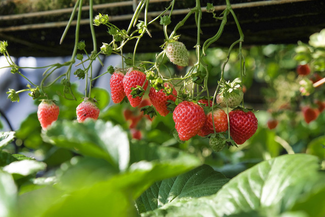 Cara Pembiakan Strawberry, Foto Hanya Ilustrasi: Unsplash/Henry & Co.