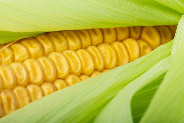 Ilustrasi syarat tumbuh tanaman jagung - Sumber: pixabay.com/publicdomainpictures