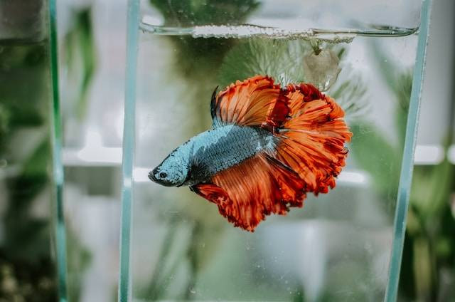Ilustrasi Cara Membersihkan Akuarium Ikan Cupang. Foto: dok. Unsplash/ Khoa Pham