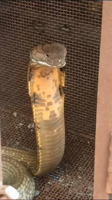Ular king kobra golden khas Kalbar yang ditangkap Mamat Rescue di Desa Sengkubang. Foto: M. Zain/Hi!Pontianak