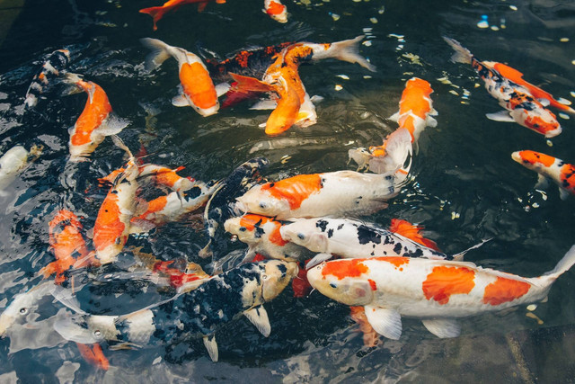 Ilustrasi cara mengganti air kolam ikan koi. Sumber foto: Unsplash