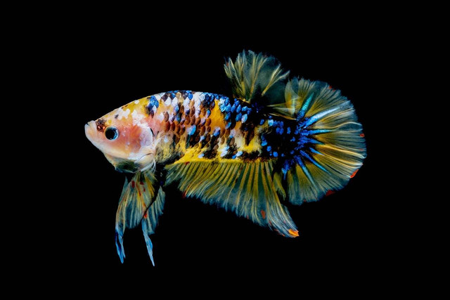 Ilustrasi ikan cupang (Pixabay)