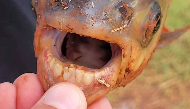 Gigi ikan pacu yang mirip manusia. Foto:  Oklahoma Department of Wildlife Conservation (ODWC)