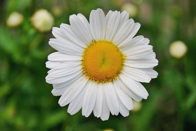 Ilustrasi Arti Bunga Daisy. Foto: Pixabay.