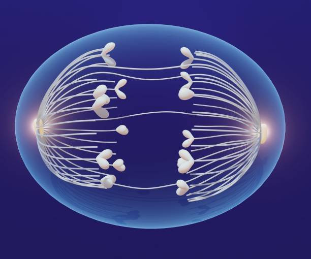 Ilustrasi ciri-ciri anafase. Foto: iStock