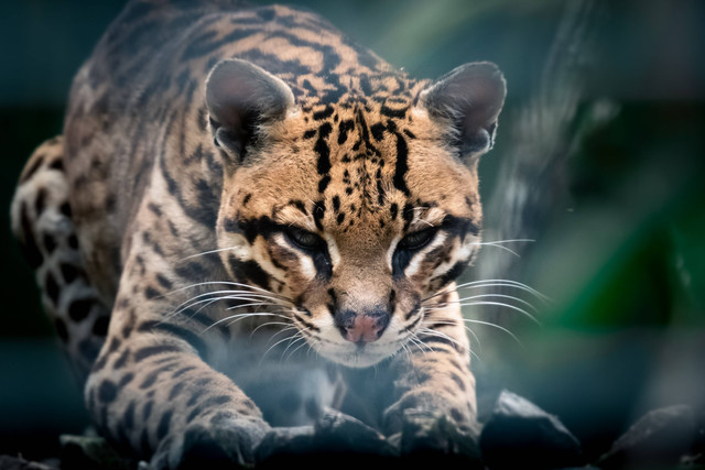 Ilustrasi Ocelot adalah, sumber: unsplash/DalayVanDey