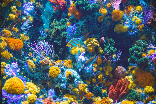 Ilustrasi Tempat Rekreasi untuk Melihat Berbagai Jenis Ikan. Sumber: Unsplash/Shaun Low