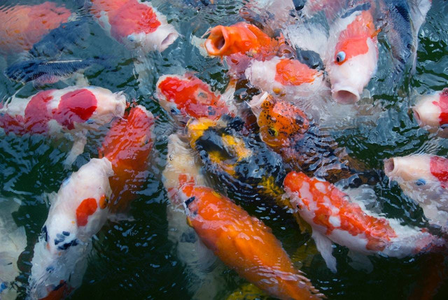 Ilustrasi cara merawat ikan koi dewasa (Pexels)