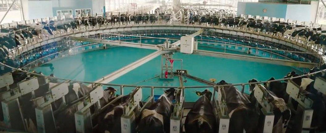 Proses pengolahan susu sapi hingga jadi susu segar siap minum. Foto: dok. MilkLife