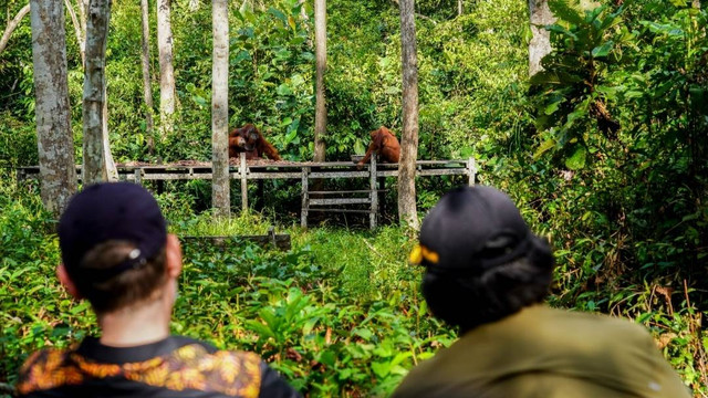 (kanan) Menteri LHK Siti Nurbaya bersama delegasi USAID melihat langsung proses feeding orang utan di Taman Nasional Tanjung Puting (TNTP), Sabtu (22/7/2023). Foto: LHK/InfoPBUN