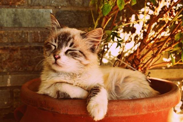 Ilustrasi ciri-ciri kucing dehidrasi. Foto: Pixabay