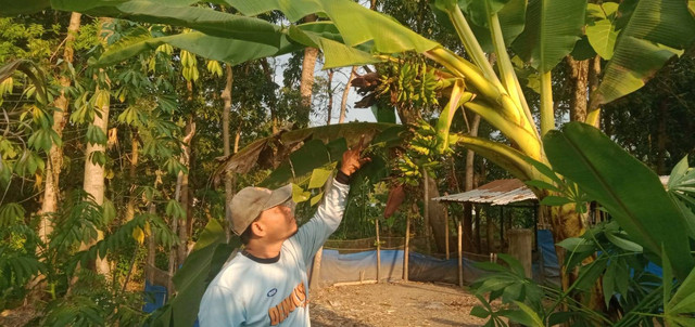 Pohon pisang berlin di Jombang berbuah tiga tandan. Dok istimewa