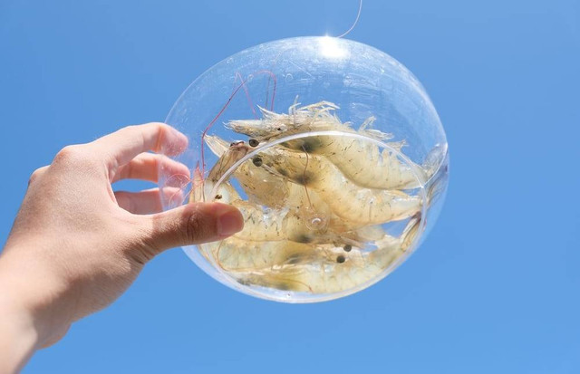 Ilustrasi Bahasa Inggrisnya Udang  Sumber Unsplash)/James Tiono