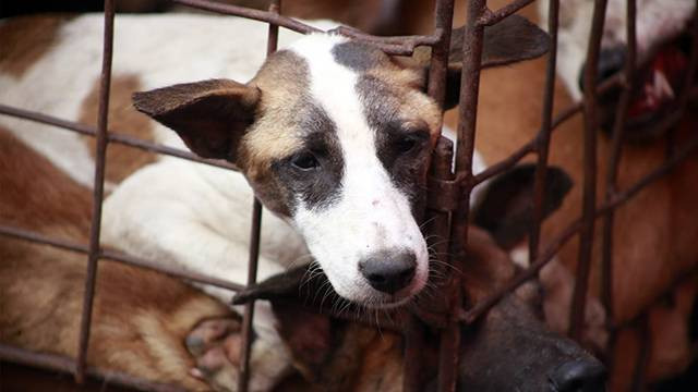 Anjing di Pasar Ekstrem Kota Tomohon.