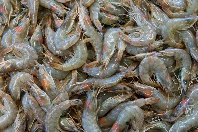 Ilustrasi udang galah sungai. Sumber foto: Unsplash