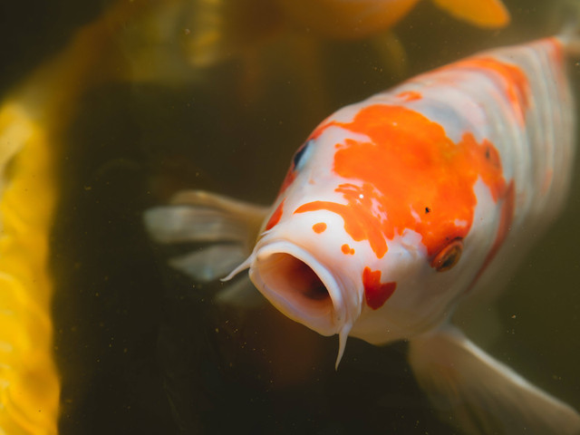 Cara Merawat Ikan Koki, Foto: pexels/Ryutaro Tsukata