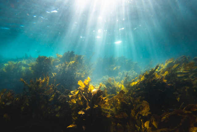 Ilustrasi rumput laut di Indonesia. Sumber foto: unsplash