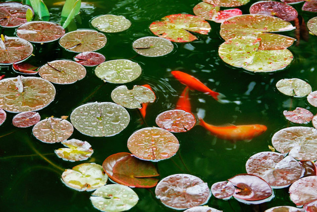 Ilustrasi cara menaikkan pH air kolam ikan. Sumber foto: Unsplash