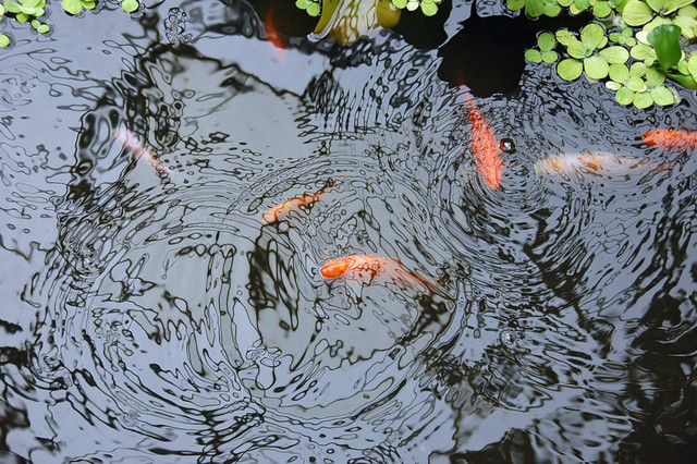 Ilustrasi Cara Membuat Filter Kolam Ikan. Sumber: Unsplash