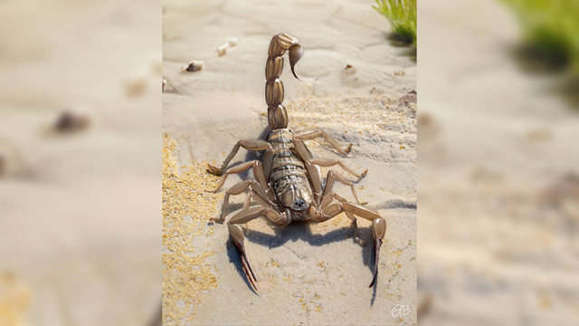 Ilustrasi kalajengking purba Protobuthus ziliolii. Foto: Gabriele Bindellini dan Marco Viaretti/Museo di Storia Naturale di Milano