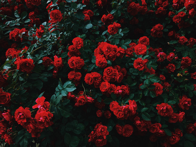 Ilustrasi Cara Merawat Bunga Mawar. Unsplash/Nikita Tikhomirov