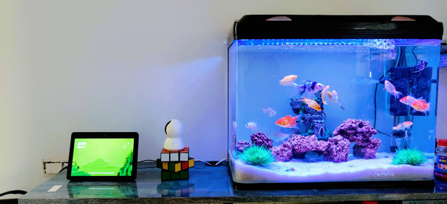 Ilustrasi Cara Membuat Aquascape Mini. Sumber: Unsplash