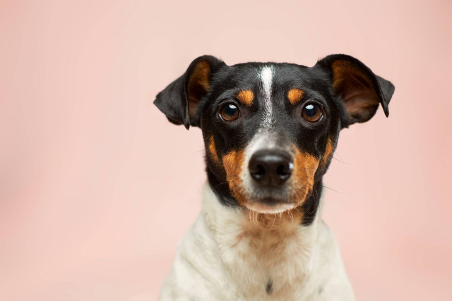 Ilustrasi anjing kampung. Sumber foto: Unsplash