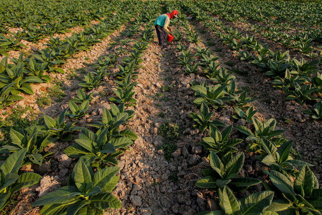 Lahan tembakau di Kedungadem, Bojonegoro, Jawa Timur, Juli 2023. Foto: Muhammad Mada/Antara Foto