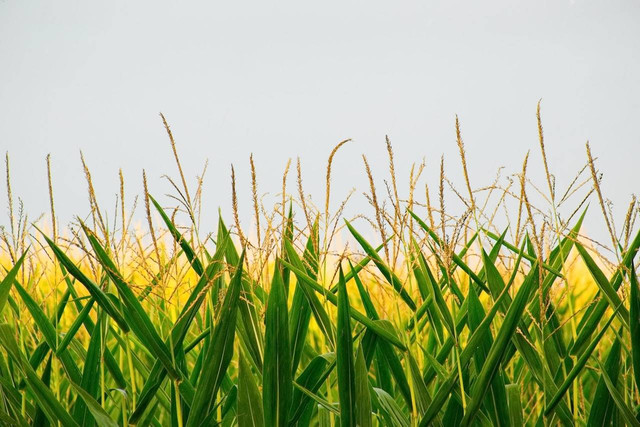 Ilustrasi cara pemupukan jagung manis. Sumber: Damir Mijailovic/pexels.com