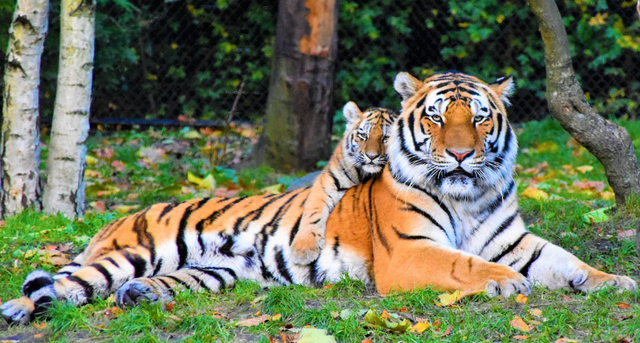 Caption Hari Harimau Sedunia. Sumber: Pexels/Waldemar