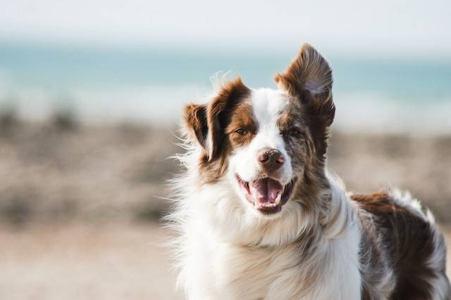 Ilustrasi Cara Menghilangkan Ketombe Anjing. Foto: dok. Unsplash/Pauline Loroy