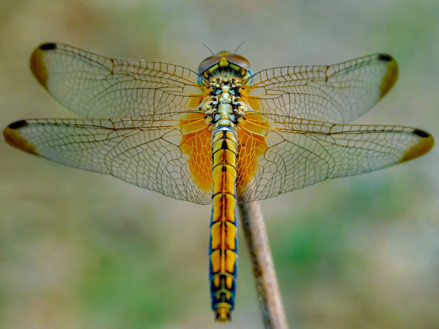 Cara Capung Berkembang Biak. Foto: Unsplash/kalai venthan gopal.