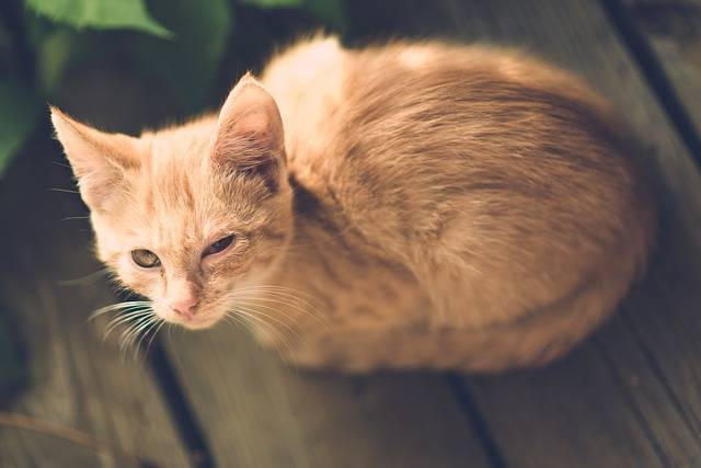 Ilustrasi penyebab kucing tidak bisa pipis. Foto: Pixabay