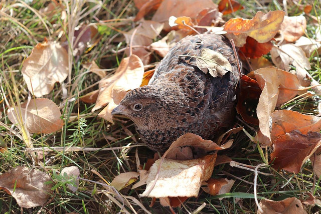Ilustrasi makanan burung puyuh liar (Pixabay)