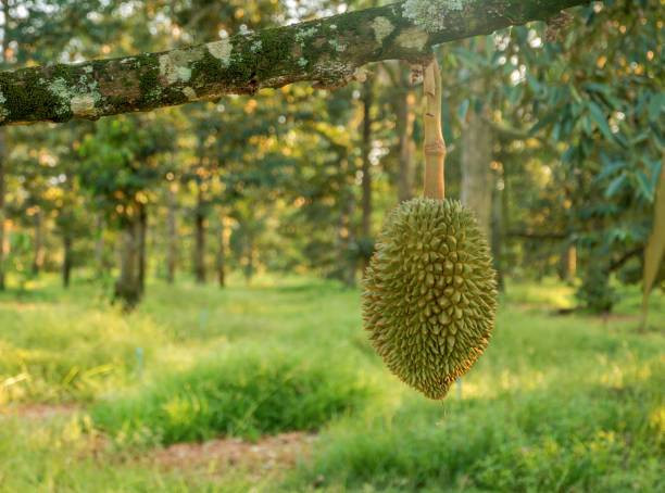 Ilustrasi tempat wisata Bukit Durian Sagara Sukabumi. Sumber foto : Pixabay @mardaluish